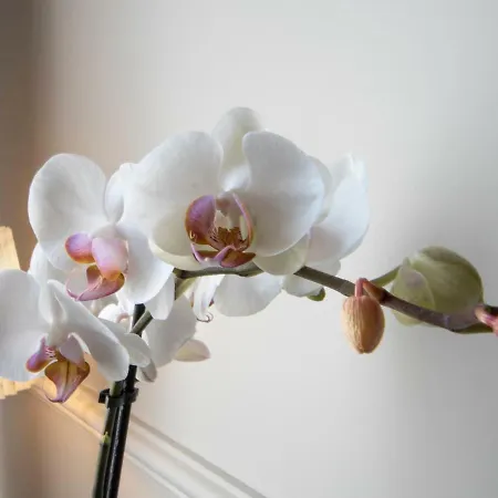 Gemini Navona 4* Ρώμη