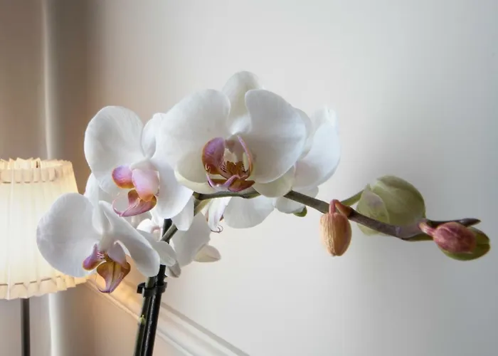 Gemini Navona 4* Rome